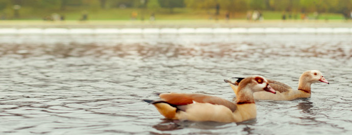 Ducks on lake