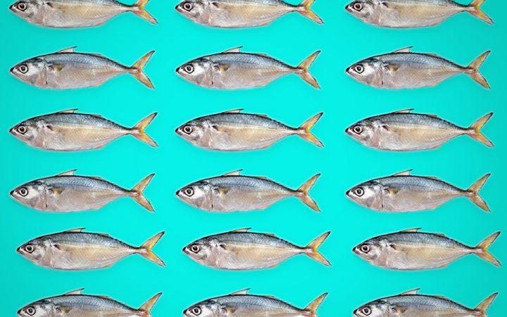 image of mackerels